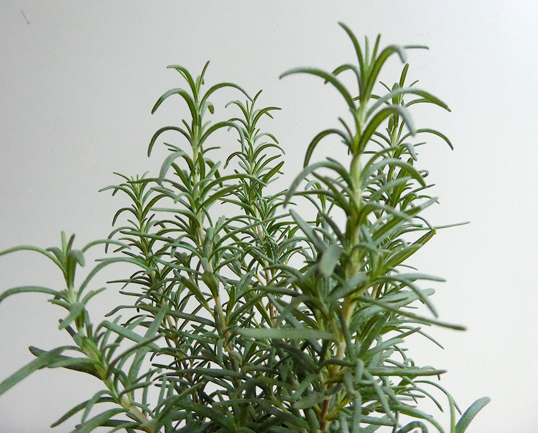 Rosemary – The Flower Farm Corporation